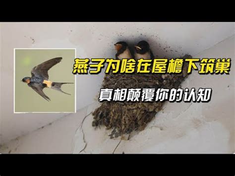 怎麼防止燕子築巢 剪頭髮 運氣